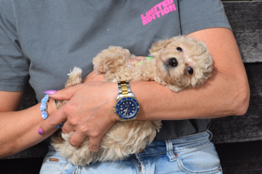 Maltipoo (teef) 80982