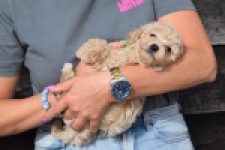 Maltipoo (teef) 80982