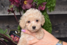 Maltipoo (teef) 80982