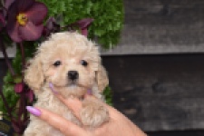 Maltipoo (teef) 80982