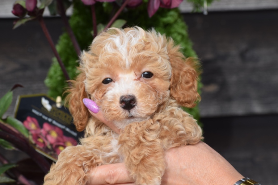 Maltipoo (reu) 95354