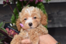 Maltipoo (reu) 95354