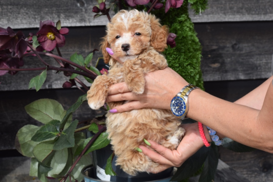 Maltipoo (reu) 95354