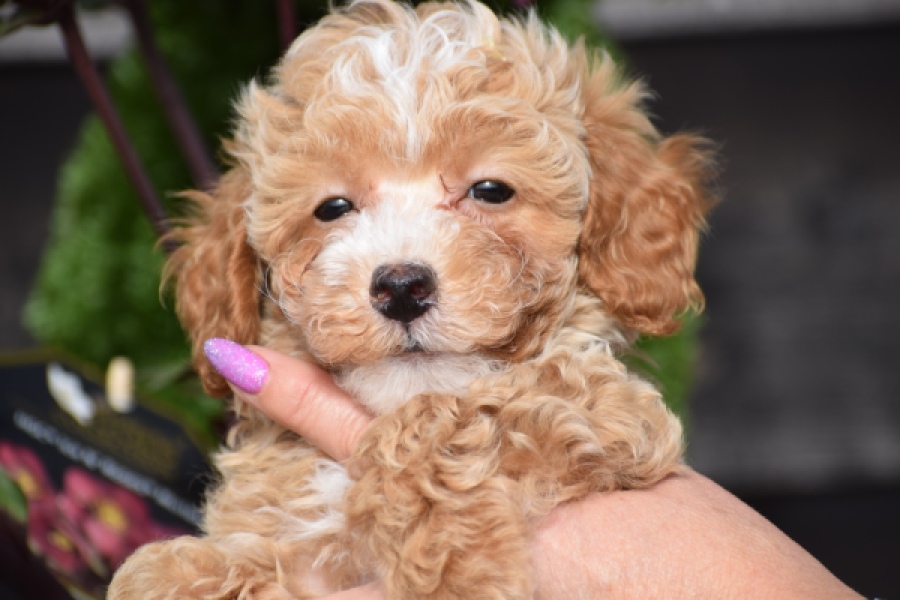 Maltipoo (reu) 95354