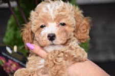 Maltipoo (reu) 95354