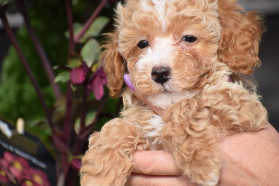 Maltipoo (reu) 95354