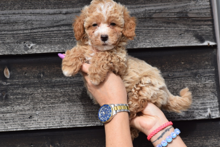 Maltipoo (reu) 95354