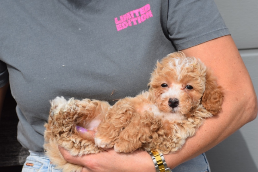 Maltipoo (reu) 95354