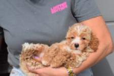 Maltipoo (reu) 95354