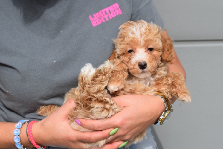 Maltipoo (reu) 95354