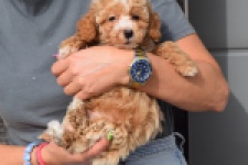 Maltipoo (reu) 95354