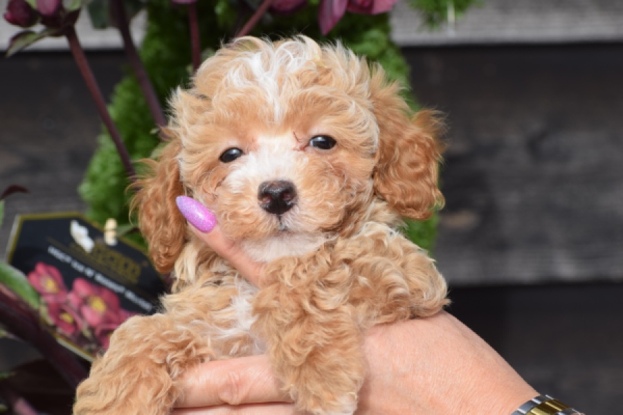 Maltipoo (reu) 95354
