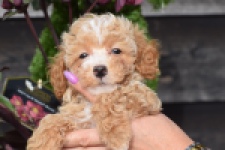 Maltipoo (reu) 95354