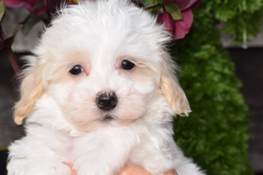 Maltipoo (reu) 91067