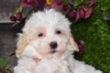 Maltipoo (reu) 91067