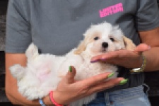 Maltipoo (reu) 91067