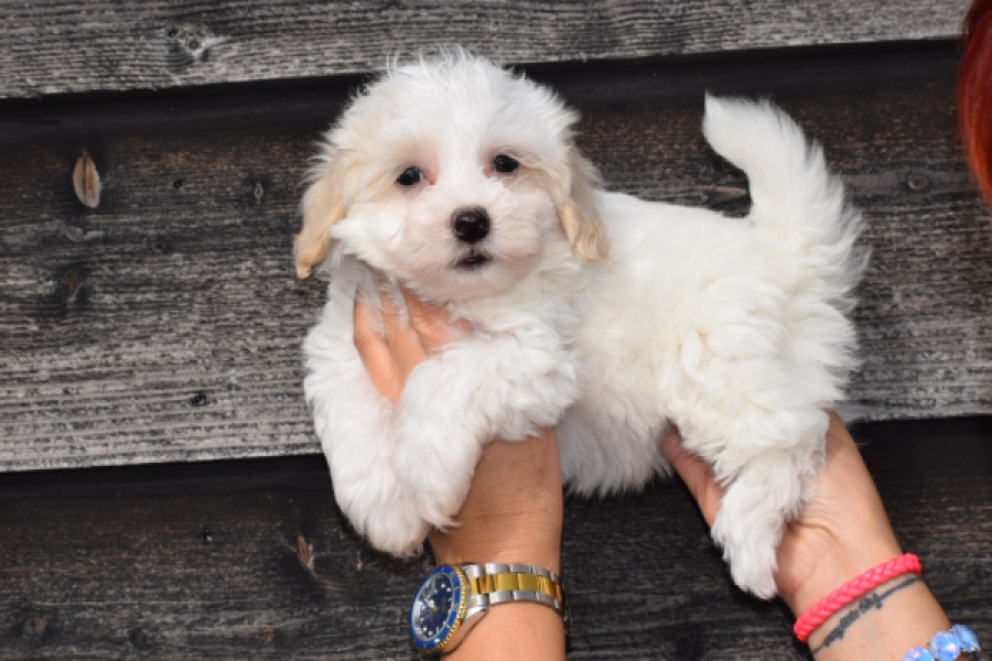 Maltipoo (reu) 91067