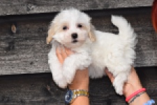 Maltipoo (reu) 91067