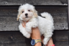Maltipoo (reu) 91067