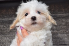 Maltipoo (reu) 91067