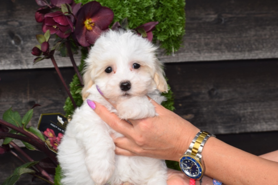 Maltipoo (reu) 91067