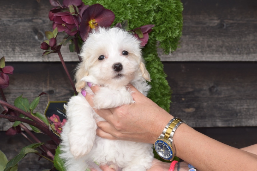 Maltipoo (reu) 91067