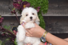 Maltipoo (reu) 91067