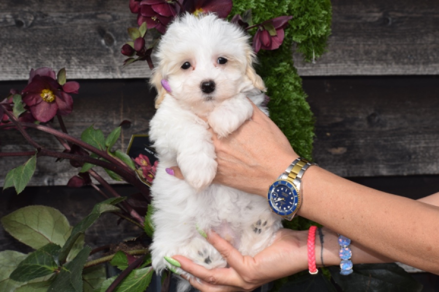 Maltipoo (reu) 91067