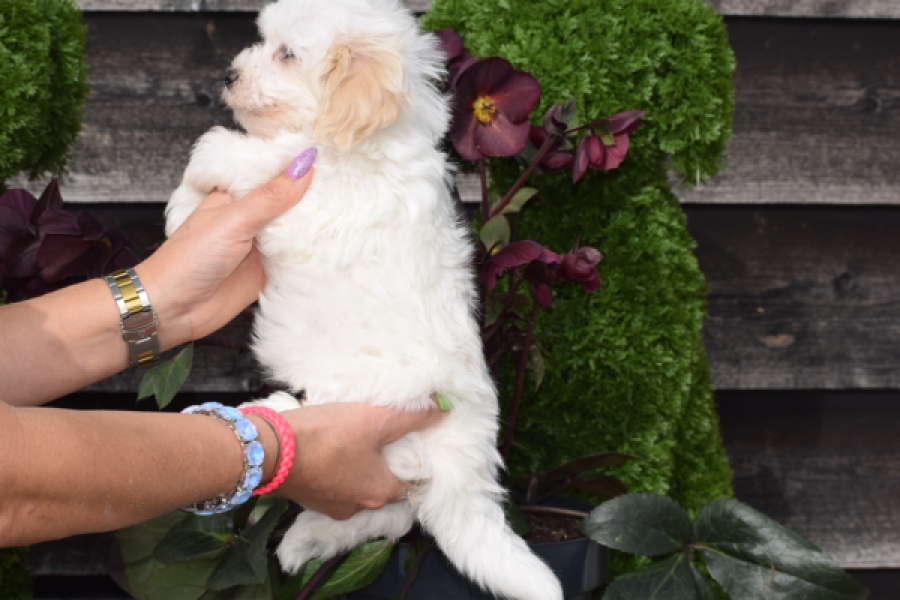 Maltipoo (reu) 91067