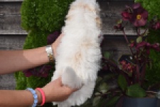 Maltipoo (reu) 91067