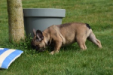 Bouldogue Francais (teef) 18317