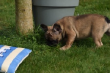Bouldogue Francais (teef) 18317