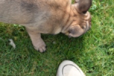 Bouldogue Francais (teef) 18317