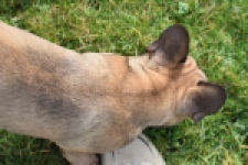 Bouldogue Francais (teef) 18317