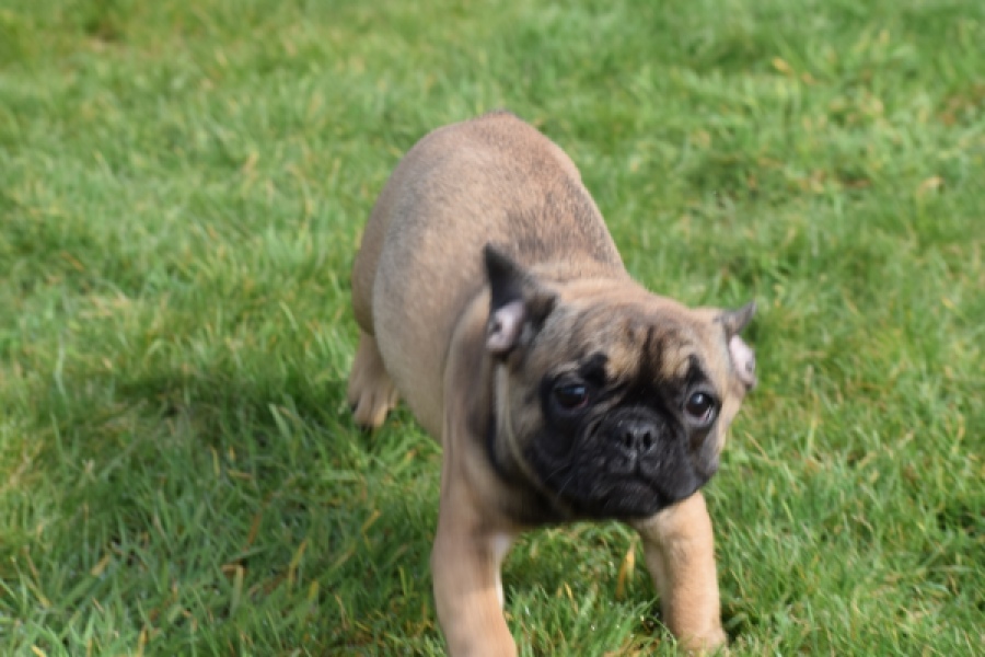 Bouldogue Francais (teef) 18317