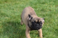 Bouldogue Francais (teef) 18317