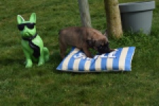 Bouldogue Francais (teef) 18317