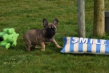 Bouldogue Francais (teef) 18317