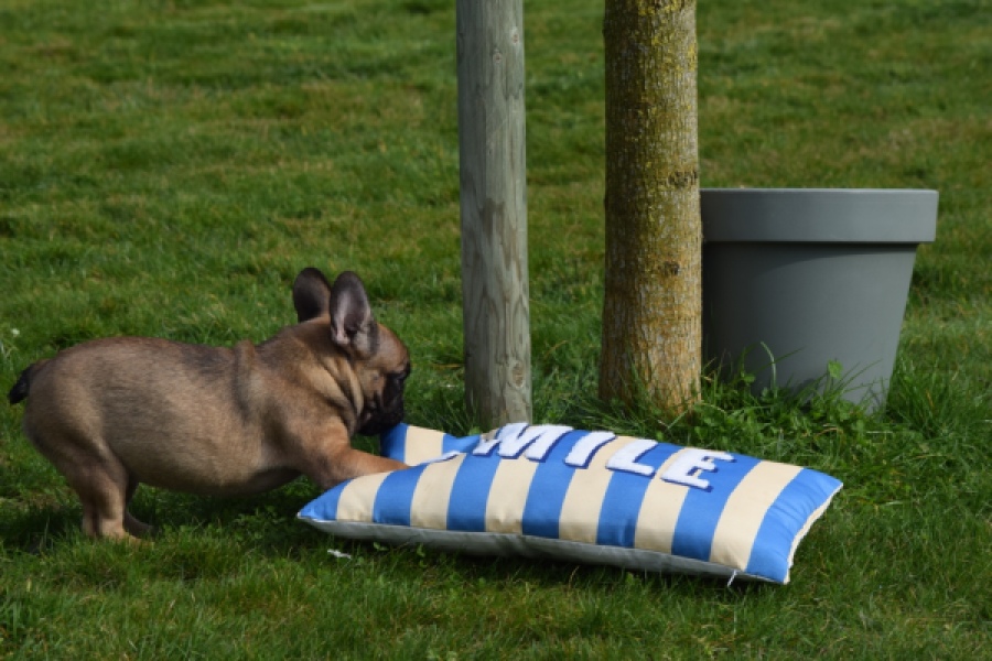 Bouldogue Francais (teef) 18317