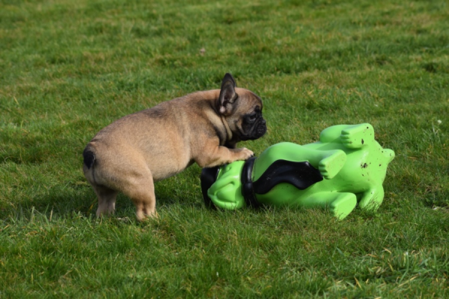 Bouldogue Francais (teef) 18317