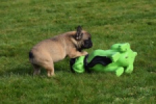 Bouldogue Francais (teef) 18317