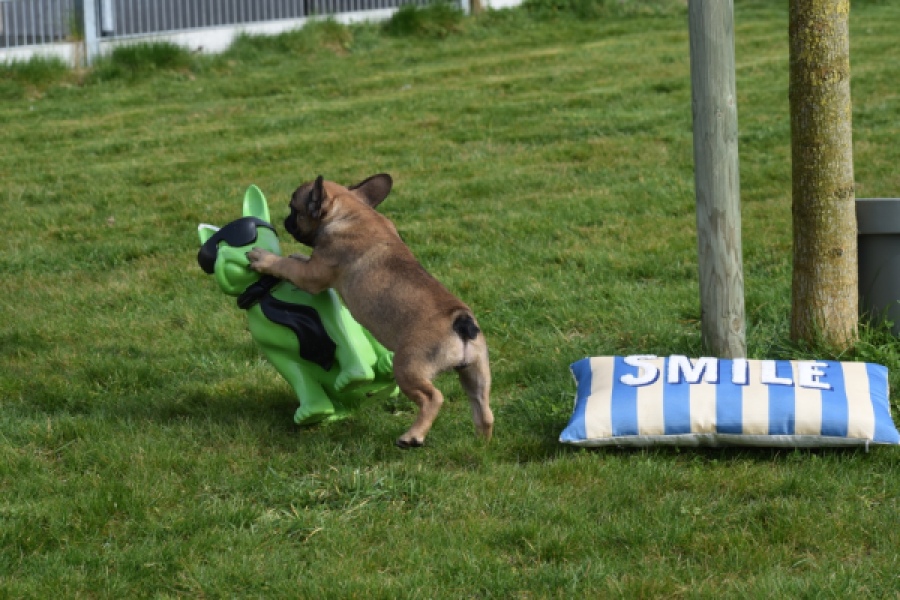 Bouldogue Francais (teef) 18317