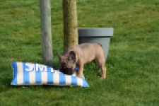 Bouldogue Francais (teef) 18317