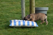 Bouldogue Francais (teef) 18317