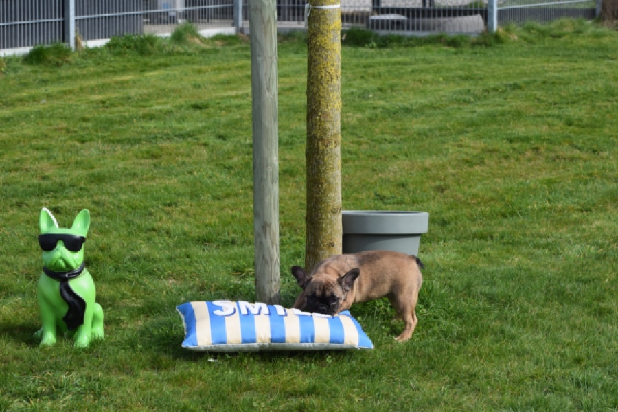 Bouldogue Francais (teef) 18317