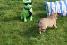 Bouldogue Francais (teef) 18317