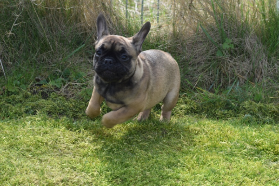 Bouldogue Francais (teef) 18317