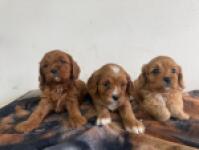 Cavapoo pups nestje 