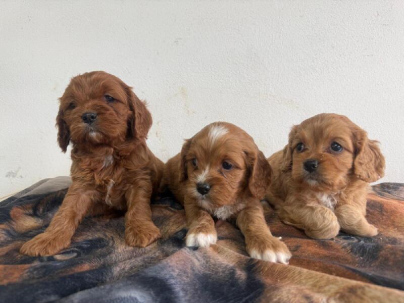 Cavapoo pups nestje 