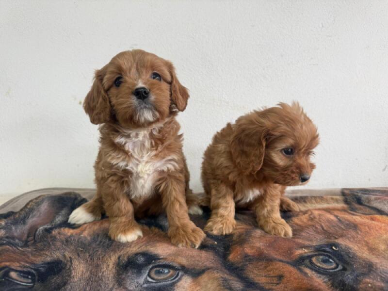 Cavapoo pups nestje 